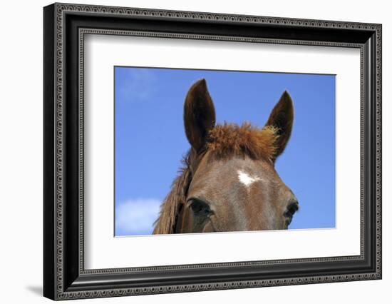 Ireland. Close-Up of Horse Face-Kymri Wilt-Framed Photographic Print