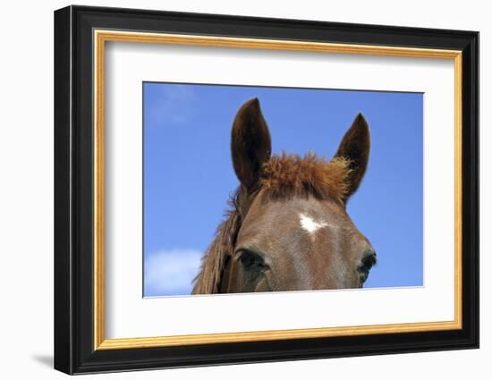 Ireland. Close-Up of Horse Face-Kymri Wilt-Framed Photographic Print