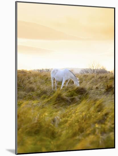 Ireland, Co.Donegal, Fanad, Horse in field-Shaun Egan-Mounted Photographic Print