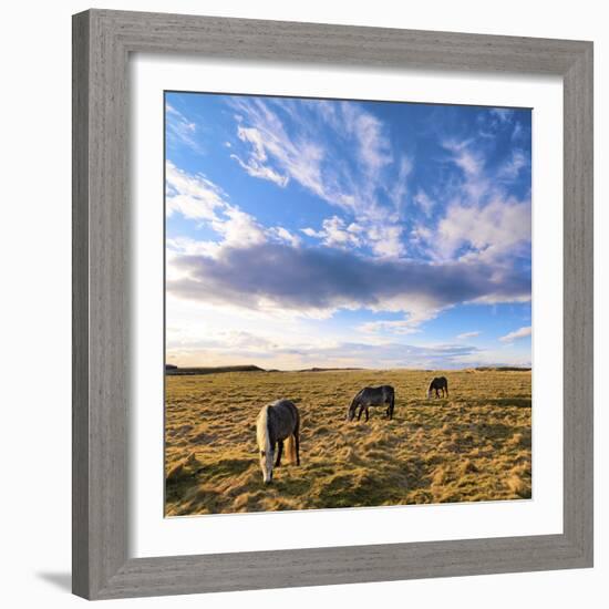 Ireland, Co.Donegal, Fanad, Horses in field-Shaun Egan-Framed Photographic Print