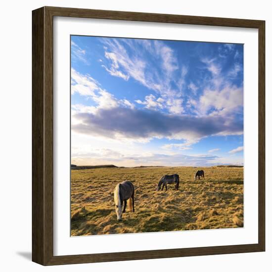 Ireland, Co.Donegal, Fanad, Horses in field-Shaun Egan-Framed Photographic Print