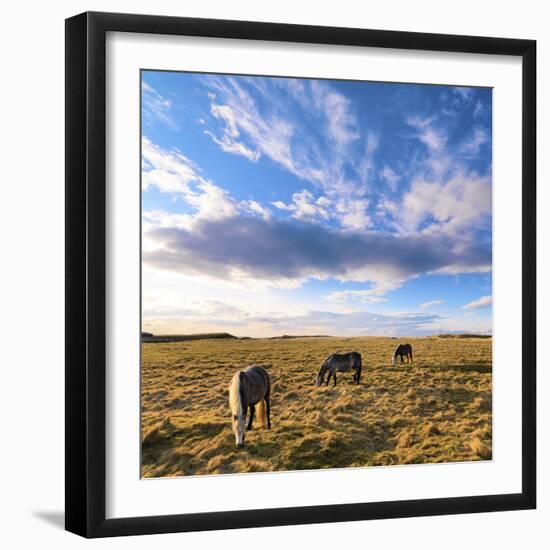 Ireland, Co.Donegal, Fanad, Horses in field-Shaun Egan-Framed Photographic Print