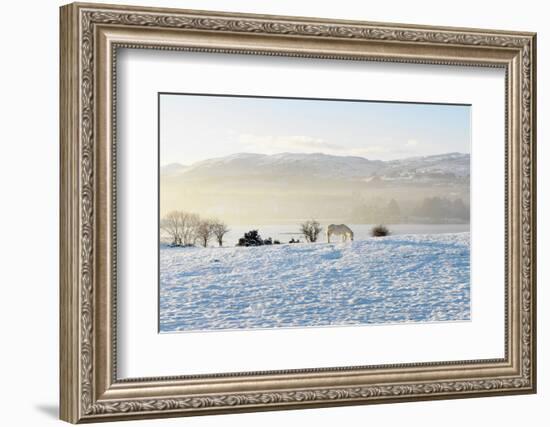 Ireland, Co.Donegal, Milford, snow covered landscape-Shaun Egan-Framed Photographic Print