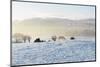 Ireland, Co.Donegal, Milford, snow covered landscape-Shaun Egan-Mounted Photographic Print