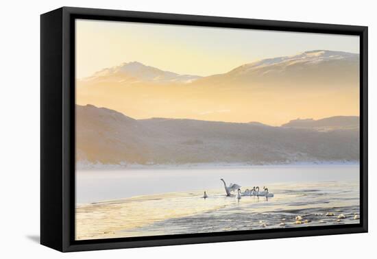 Ireland, Co.Donegal, Mulroy bay, Swans on frozen water-Shaun Egan-Framed Premier Image Canvas