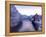 Ireland, Co.Donegal, Ramelton, River lennon in winter, House by river (PR)-Shaun Egan-Framed Premier Image Canvas