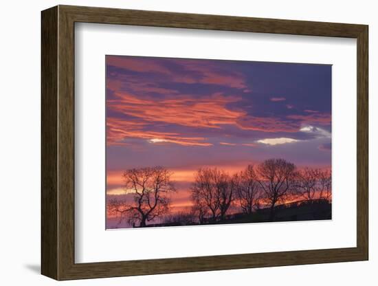 Ireland, County Antrim, Ballymoney, sunrise by The Dark Hedges-Walter Bibikow-Framed Photographic Print