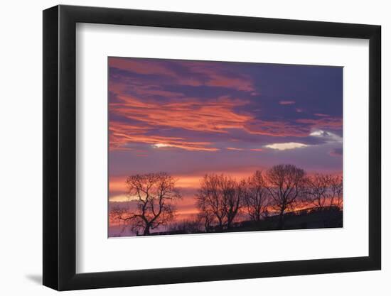 Ireland, County Antrim, Ballymoney, sunrise by The Dark Hedges-Walter Bibikow-Framed Photographic Print