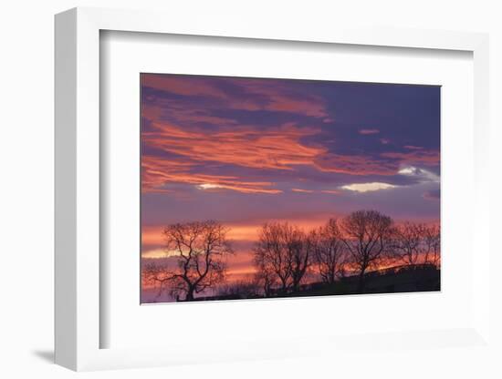 Ireland, County Antrim, Ballymoney, sunrise by The Dark Hedges-Walter Bibikow-Framed Photographic Print