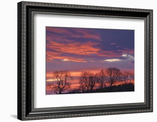 Ireland, County Antrim, Ballymoney, sunrise by The Dark Hedges-Walter Bibikow-Framed Photographic Print