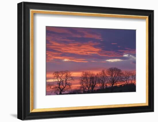 Ireland, County Antrim, Ballymoney, sunrise by The Dark Hedges-Walter Bibikow-Framed Photographic Print