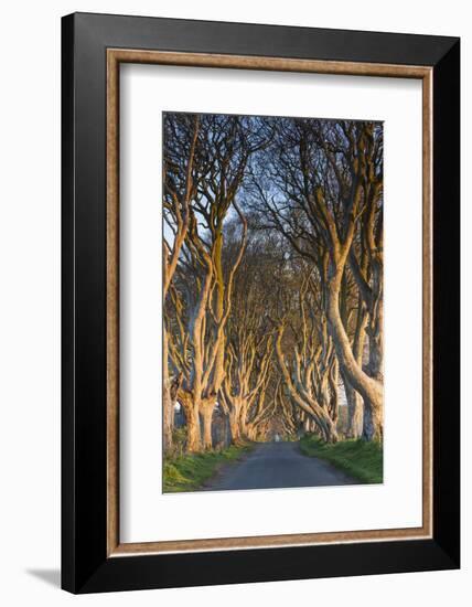 Ireland, County Antrim, Ballymoney, The Dark Hedges road-Walter Bibikow-Framed Photographic Print