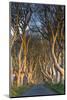 Ireland, County Antrim, Ballymoney, The Dark Hedges road-Walter Bibikow-Mounted Photographic Print