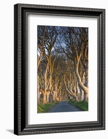 Ireland, County Antrim, Ballymoney, The Dark Hedges road-Walter Bibikow-Framed Photographic Print
