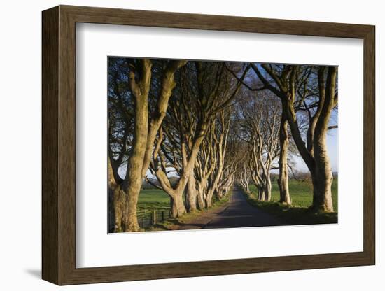 Ireland, County Antrim, Ballymoney, The Dark Hedges road-Walter Bibikow-Framed Photographic Print