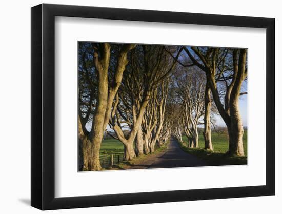 Ireland, County Antrim, Ballymoney, The Dark Hedges road-Walter Bibikow-Framed Photographic Print