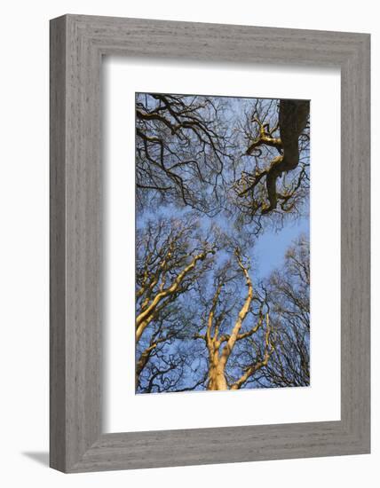 Ireland, County Antrim, Ballymoney, The Dark Hedges road-Walter Bibikow-Framed Photographic Print