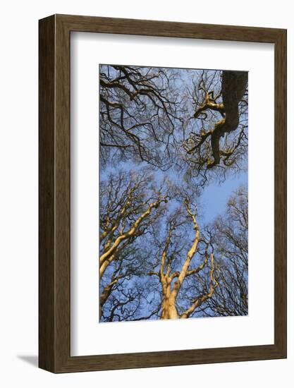 Ireland, County Antrim, Ballymoney, The Dark Hedges road-Walter Bibikow-Framed Photographic Print