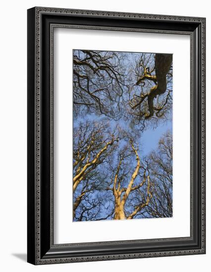 Ireland, County Antrim, Ballymoney, The Dark Hedges road-Walter Bibikow-Framed Photographic Print