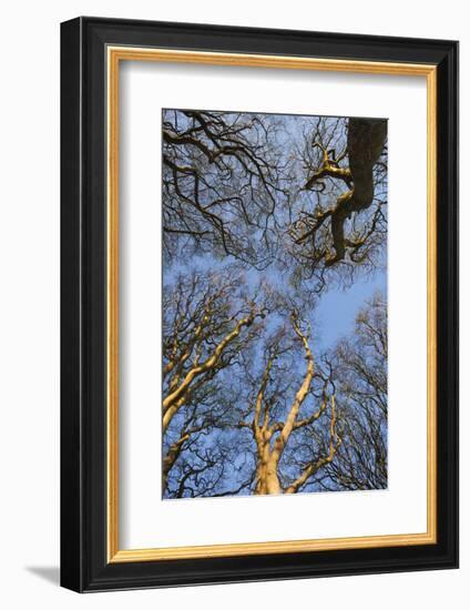 Ireland, County Antrim, Ballymoney, The Dark Hedges road-Walter Bibikow-Framed Photographic Print