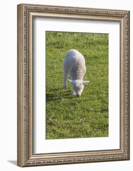 Ireland, County Kerry, Slea Head Drive, Slea Head, young sheep-Walter Bibikow-Framed Photographic Print