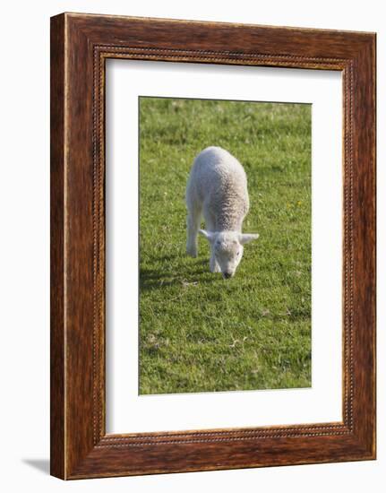 Ireland, County Kerry, Slea Head Drive, Slea Head, young sheep-Walter Bibikow-Framed Photographic Print