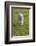 Ireland, County Kerry, Slea Head Drive, Slea Head, young sheep-Walter Bibikow-Framed Photographic Print