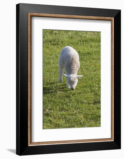 Ireland, County Kerry, Slea Head Drive, Slea Head, young sheep-Walter Bibikow-Framed Photographic Print