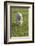 Ireland, County Kerry, Slea Head Drive, Slea Head, young sheep-Walter Bibikow-Framed Photographic Print