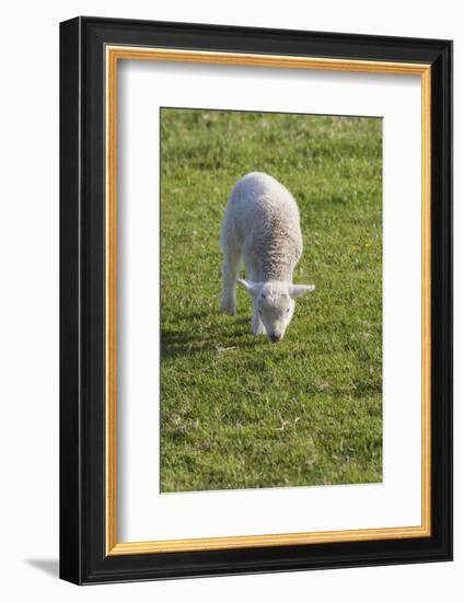 Ireland, County Kerry, Slea Head Drive, Slea Head, young sheep-Walter Bibikow-Framed Photographic Print