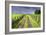 Ireland. Dirt road in County Roscommon-Jaynes Gallery-Framed Photographic Print