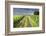 Ireland. Dirt road in County Roscommon-Jaynes Gallery-Framed Photographic Print