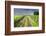 Ireland. Dirt road in County Roscommon-Jaynes Gallery-Framed Photographic Print