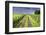 Ireland. Dirt road in County Roscommon-Jaynes Gallery-Framed Photographic Print