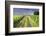 Ireland. Dirt road in County Roscommon-Jaynes Gallery-Framed Photographic Print