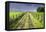 Ireland. Dirt road in County Roscommon-Jaynes Gallery-Framed Premier Image Canvas