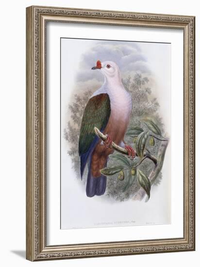 Ireland Fruit Pigeon-John Gould-Framed Giclee Print