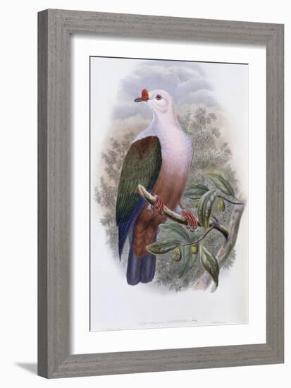 Ireland Fruit Pigeon-John Gould-Framed Giclee Print