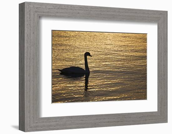 Ireland, Galway. Swan on Galway Bay-Jaynes Gallery-Framed Photographic Print