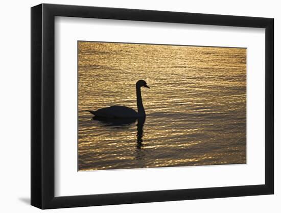 Ireland, Galway. Swan on Galway Bay-Jaynes Gallery-Framed Photographic Print