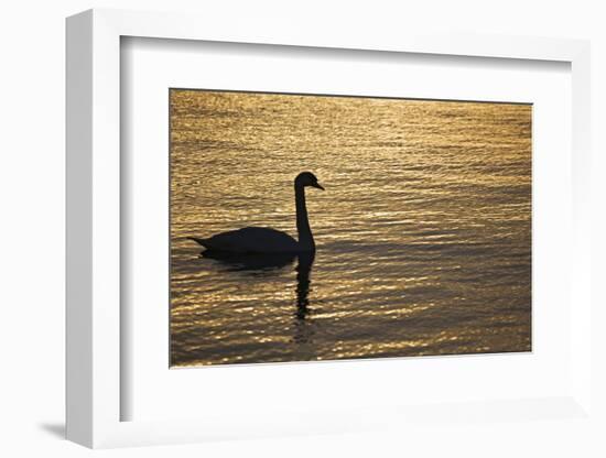 Ireland, Galway. Swan on Galway Bay-Jaynes Gallery-Framed Photographic Print