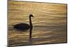 Ireland, Galway. Swan on Galway Bay-Jaynes Gallery-Mounted Photographic Print