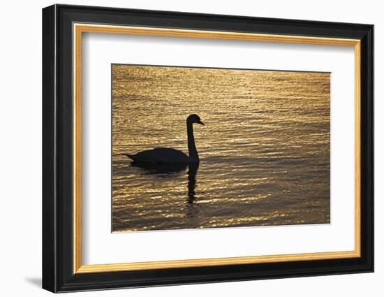 Ireland, Galway. Swan on Galway Bay-Jaynes Gallery-Framed Photographic Print