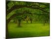 Premium Photographic Print