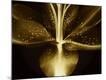 Premium Photographic Print