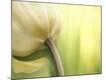 Premium Photographic Print
