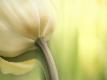 Premium Photographic Print
