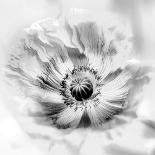 Poppy High Key II-Irene Weisz-Photo