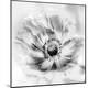 Premium Photographic Print