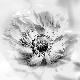 Premium Photographic Print